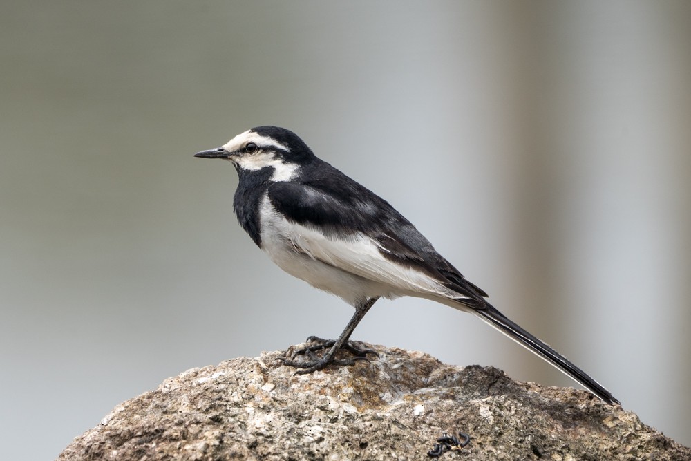 White Wagtail - ML586200931