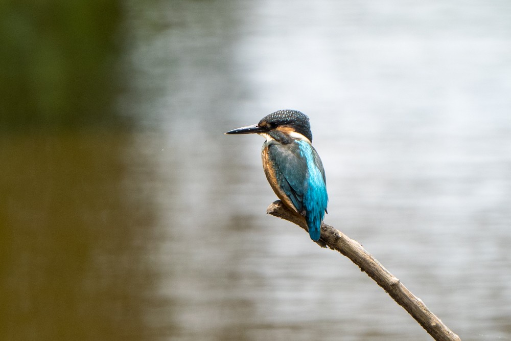 Common Kingfisher - ML586200971