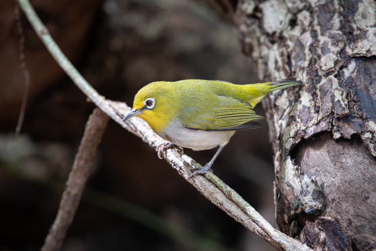 Ashy-bellied White-eye - ML586201301