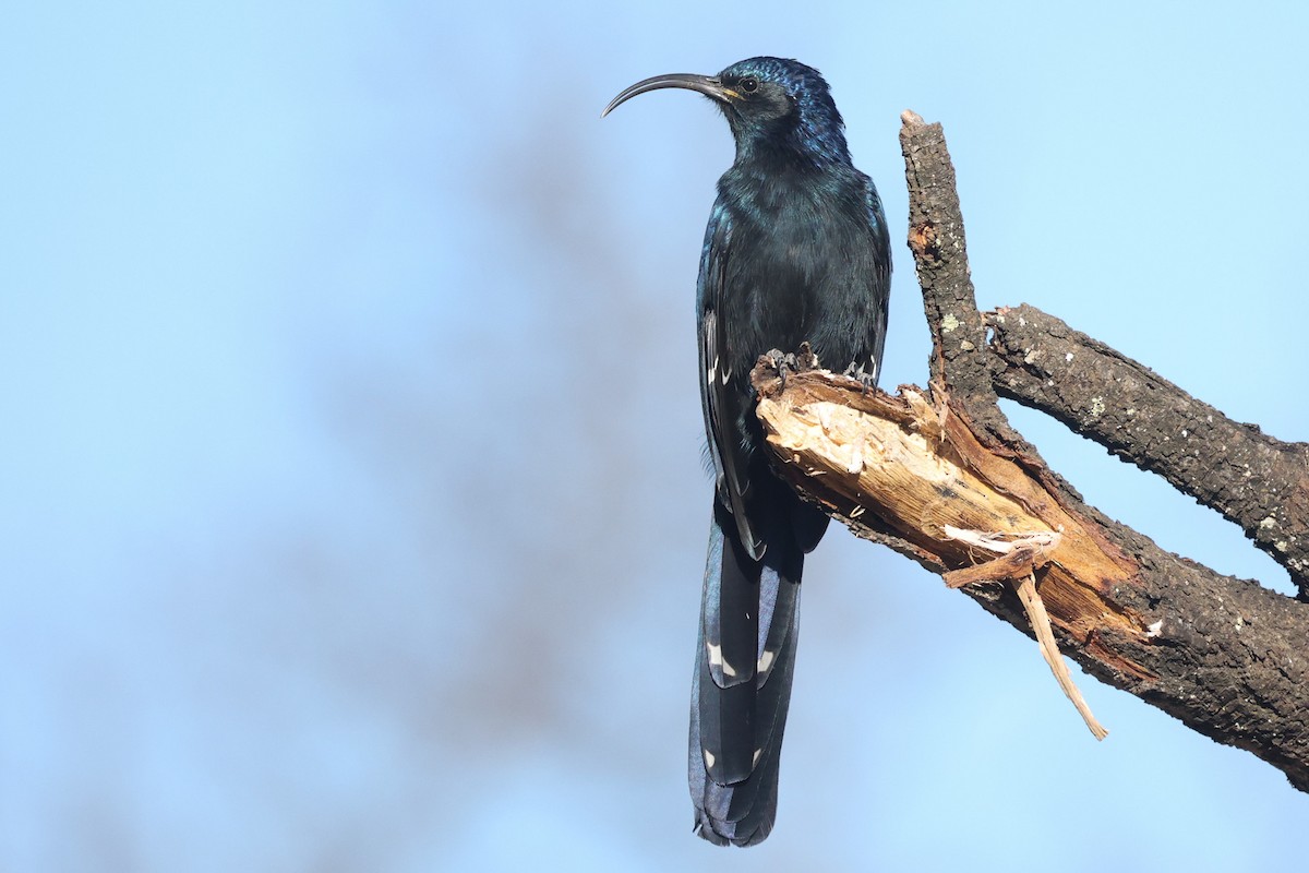 Common Scimitarbill - Daniel Engelbrecht - Birding Ecotours