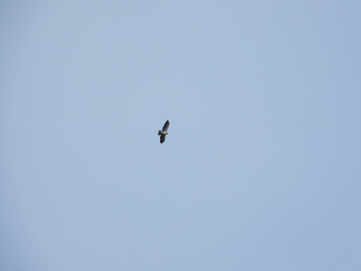 Short-tailed Hawk - ML586202341