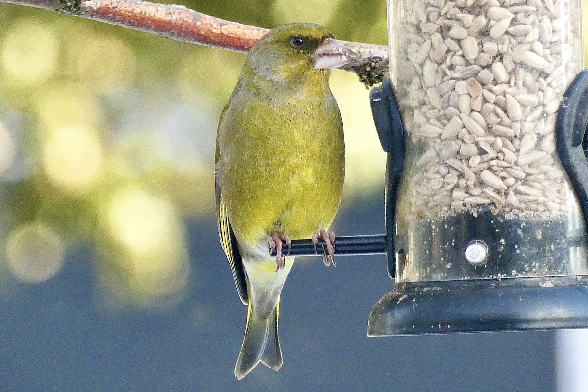 European Greenfinch - ML586202471