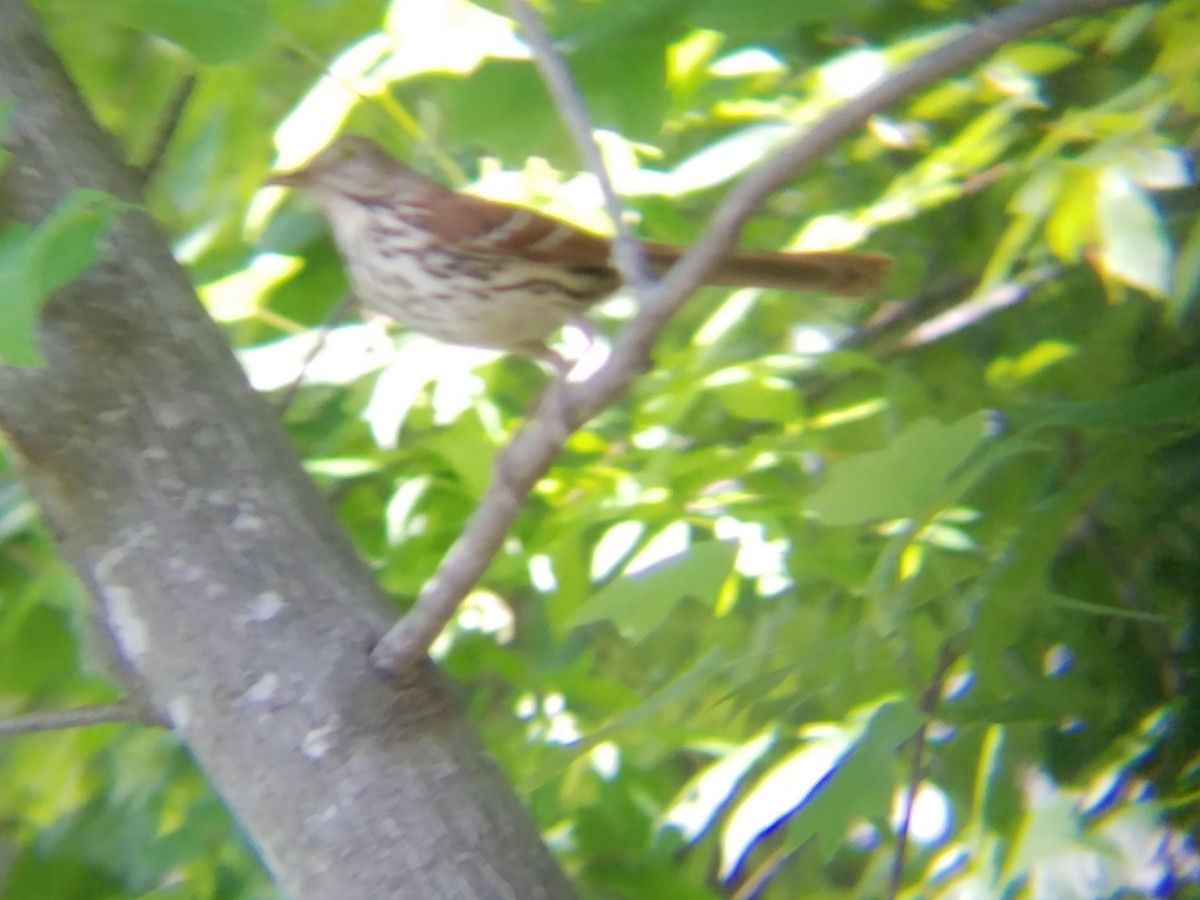 Brown Thrasher - ML58620251