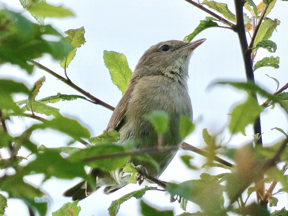 Garden Warbler - ML586202511