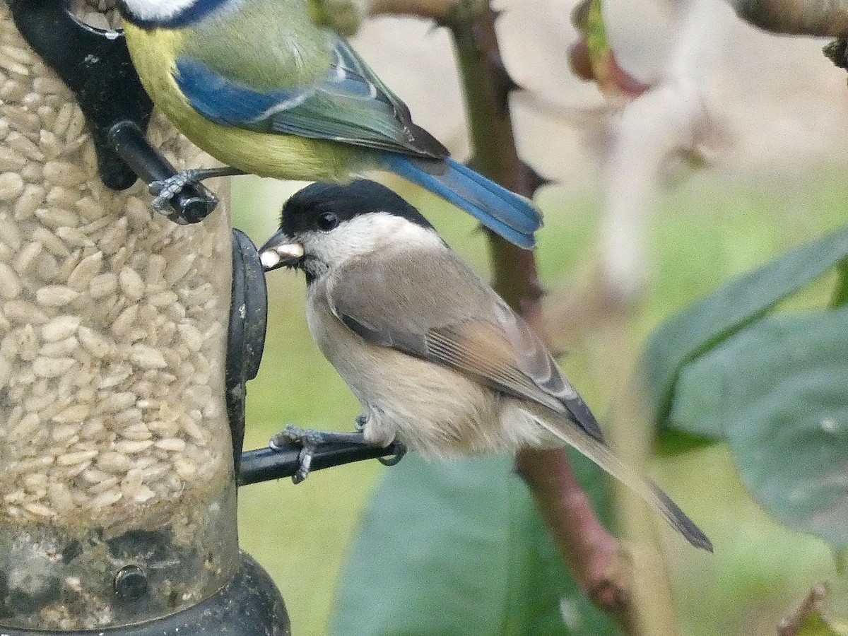 Marsh Tit - ML586202621