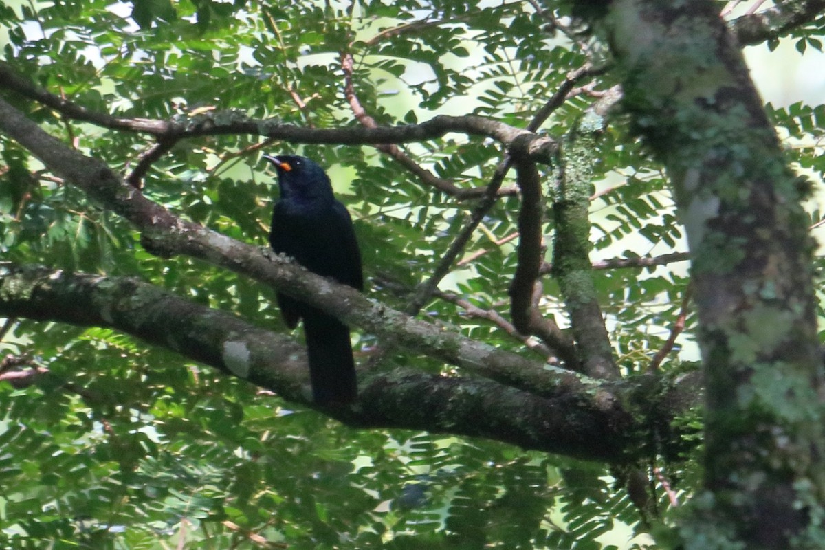 Petit's Cuckooshrike - ML586202731