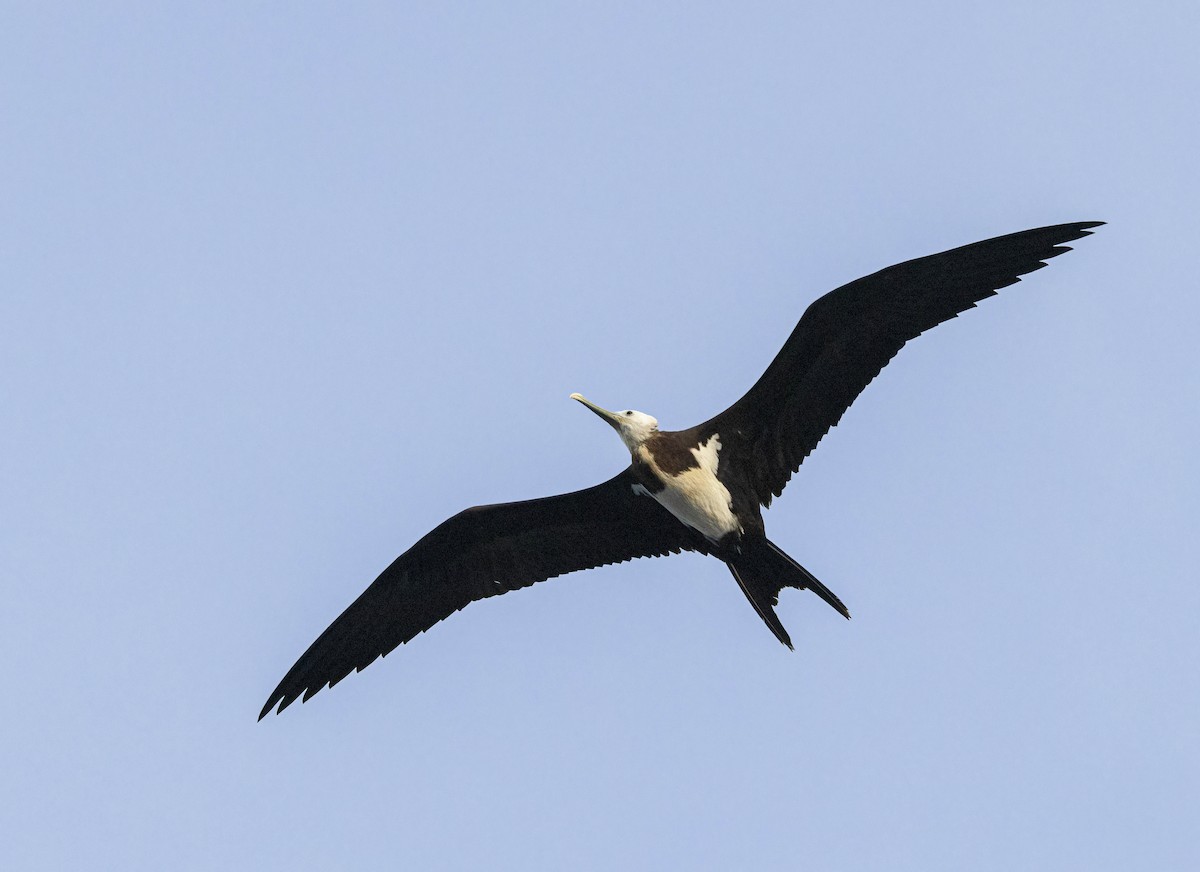 Ascension Frigatebird - Per Smith