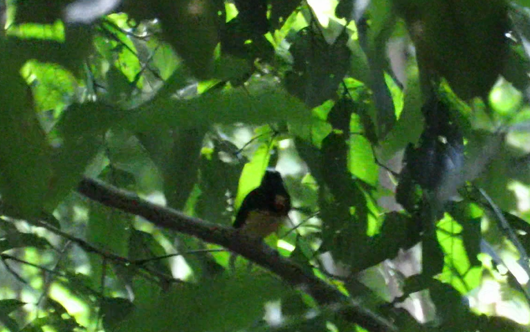 White-fronted Manakin - Blaise RAYMOND