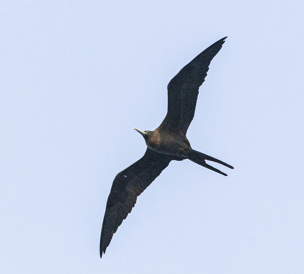 Ascension Frigatebird - Per Smith