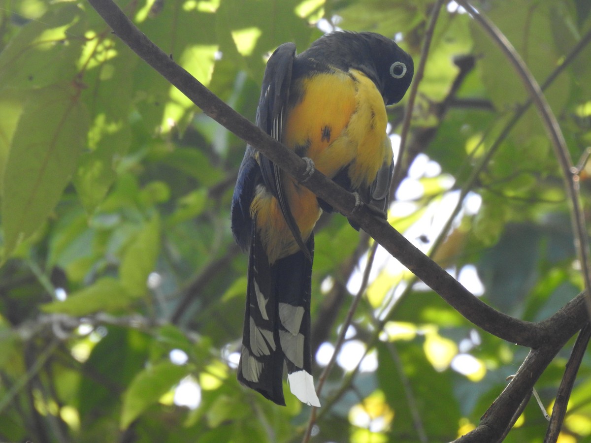 Trogon à tête noire - ML586203621