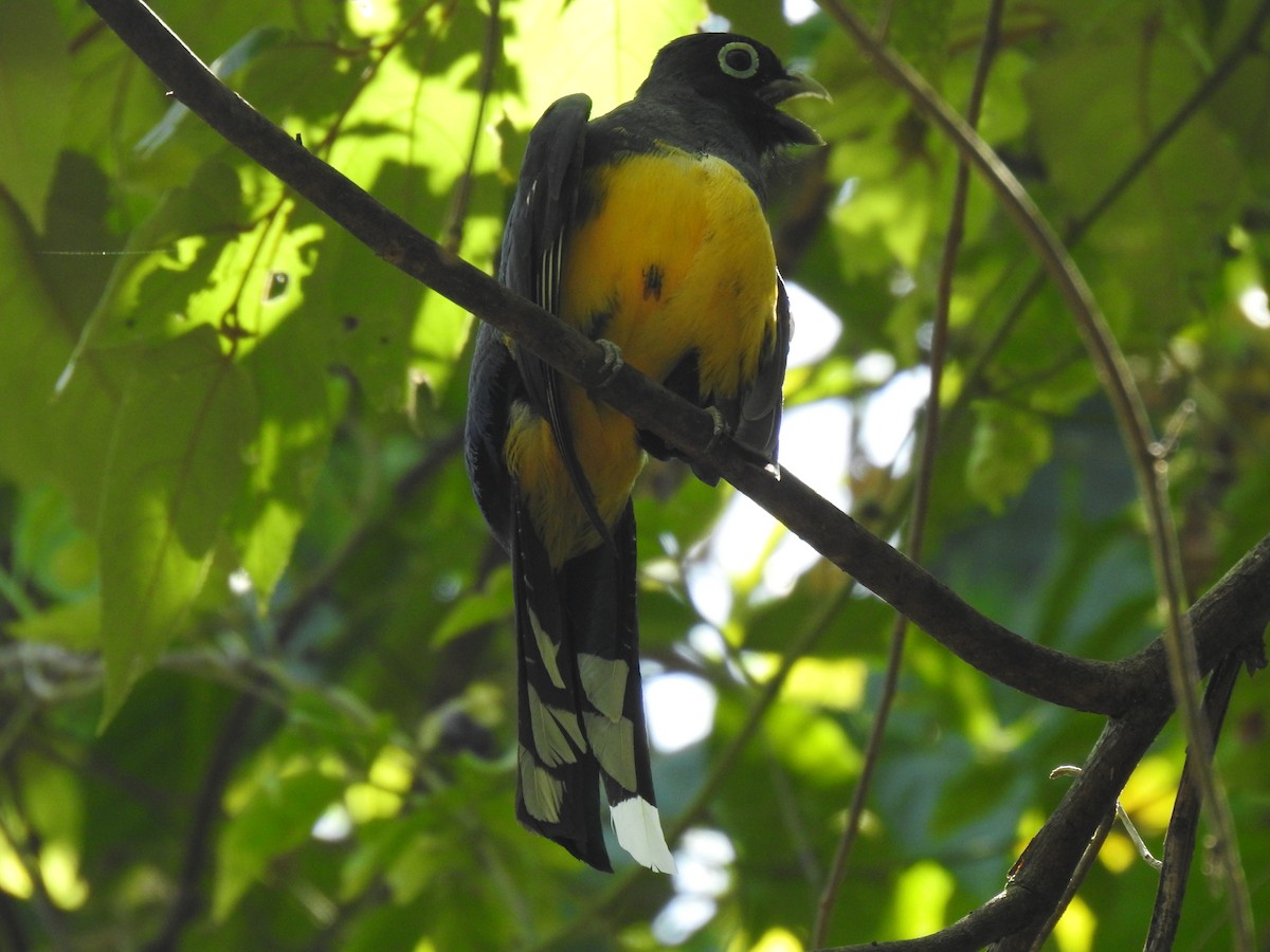 Trogon à tête noire - ML586203641