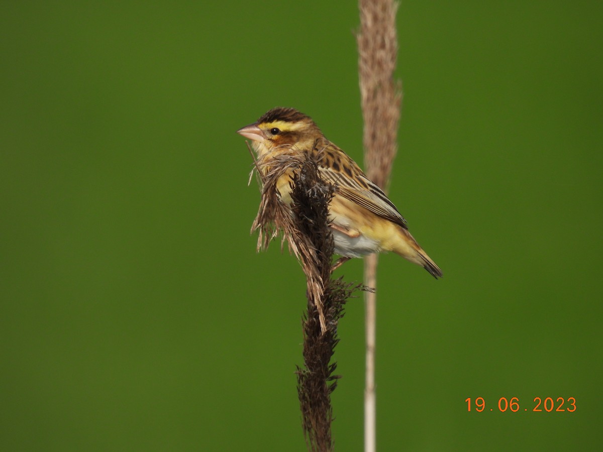Yellow-crowned Bishop - ML586203911