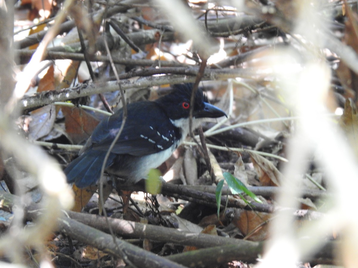 Great Antshrike - Justin Harris