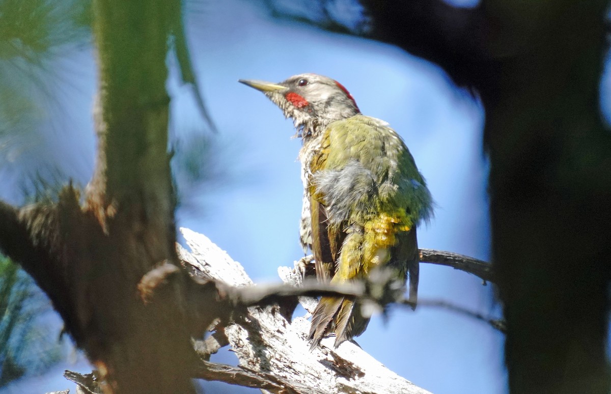 Japanese Woodpecker - ML586204101