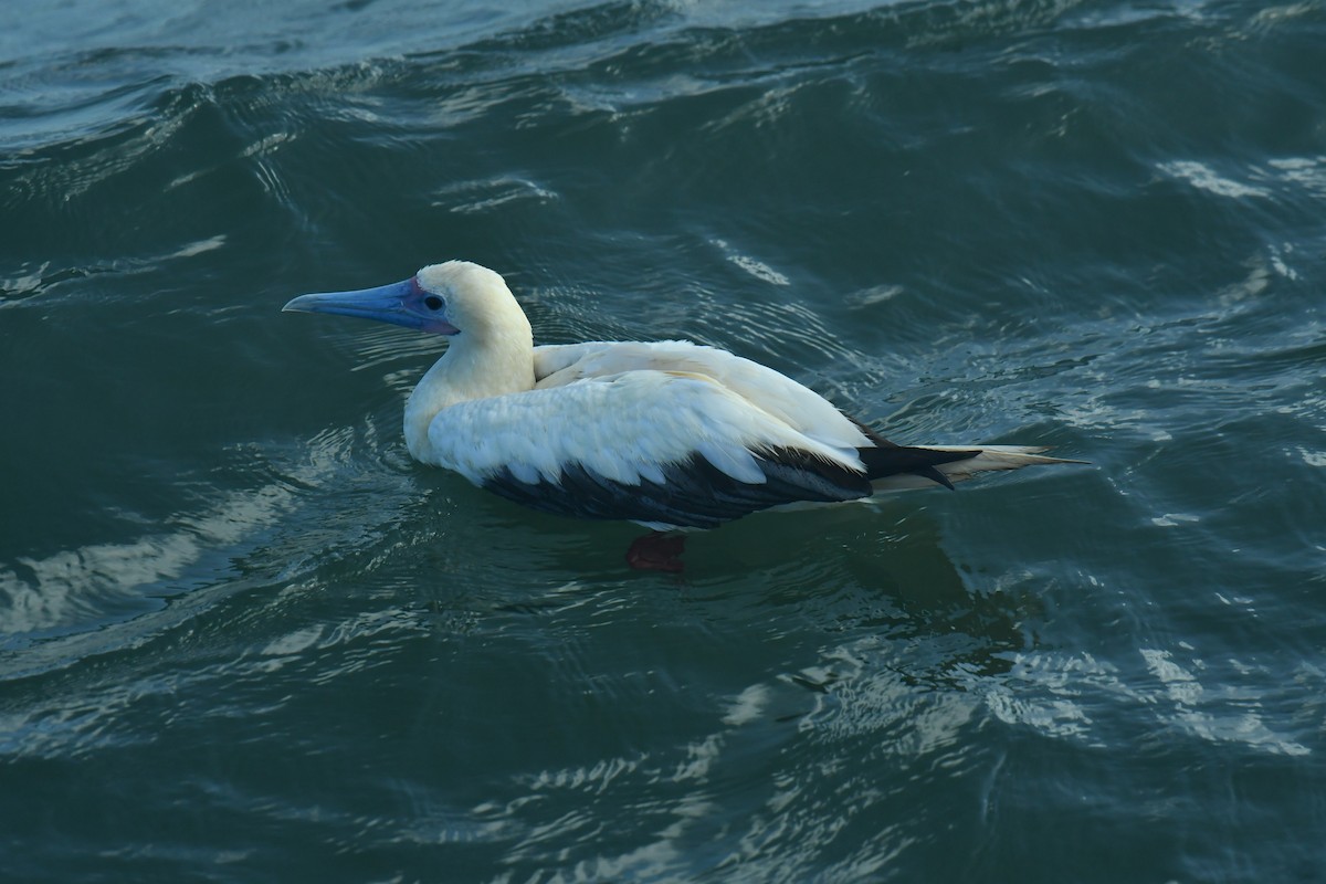 Red-footed Booby - AJU RAJU