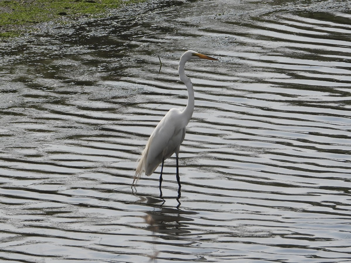 Great Egret - ML586204441