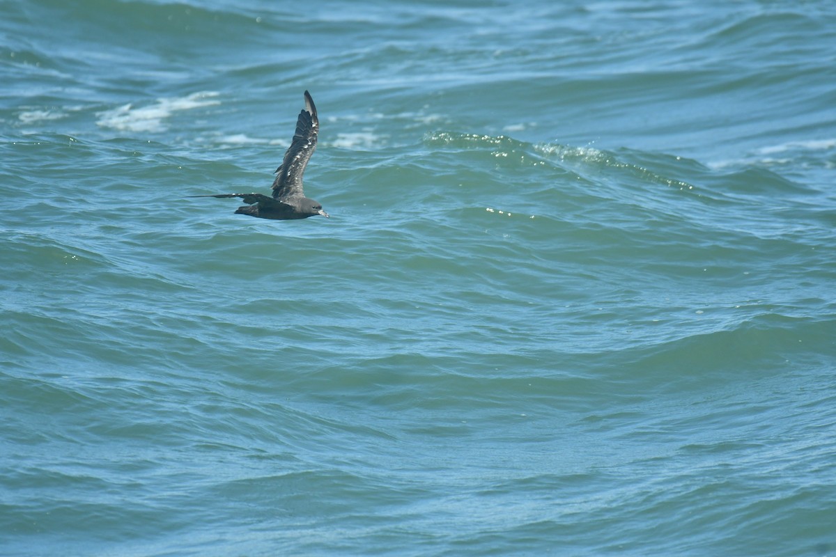 Flesh-footed Shearwater - AJU RAJU