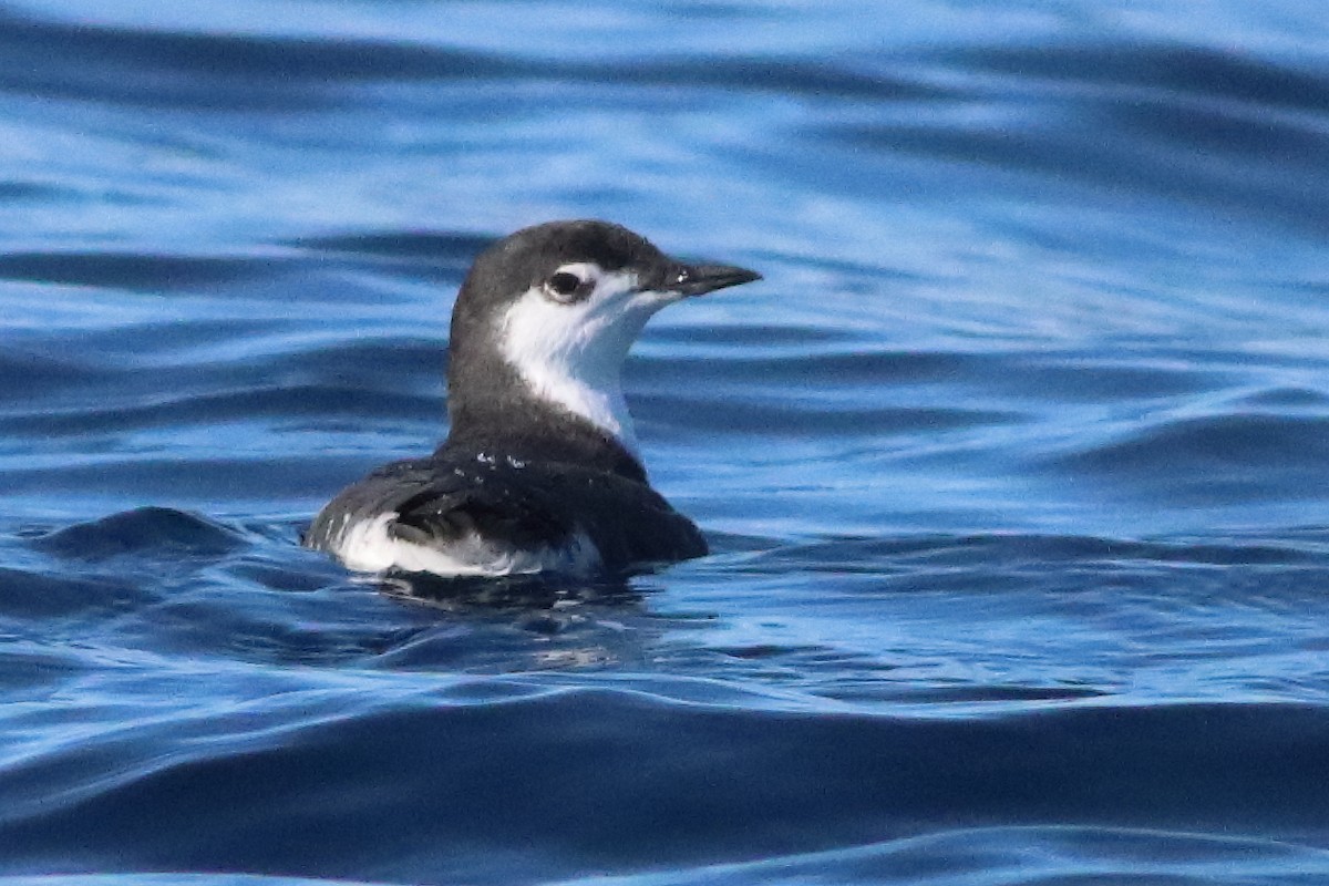 Mérgulo de Isla Guadalupe - ML586204791