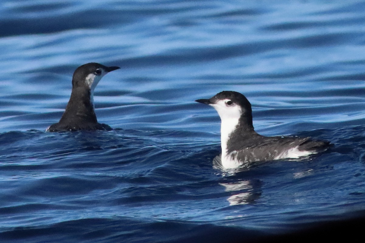 Guadalupe Murrelet - ML586204801