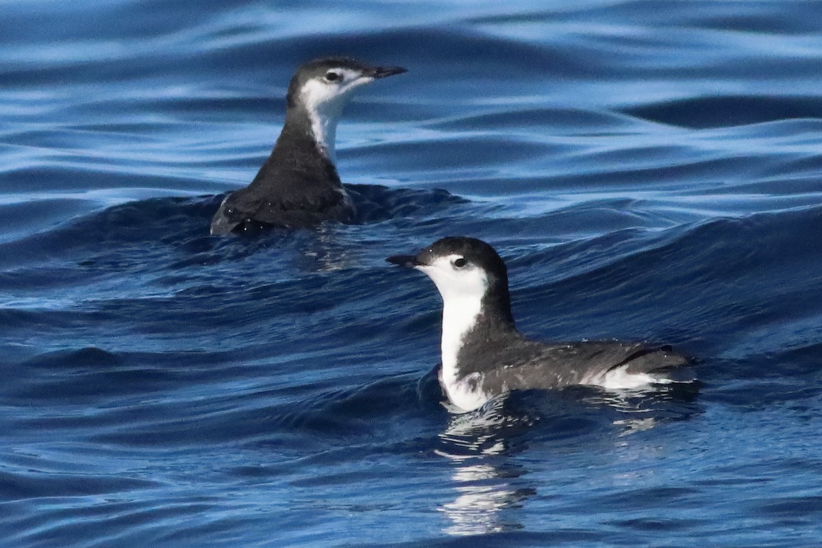 Mérgulo de Isla Guadalupe - ML586204811