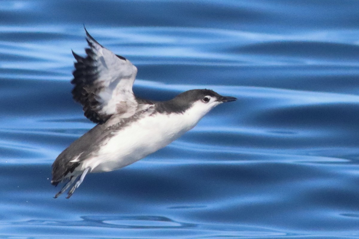 Mérgulo de Isla Guadalupe - ML586204841