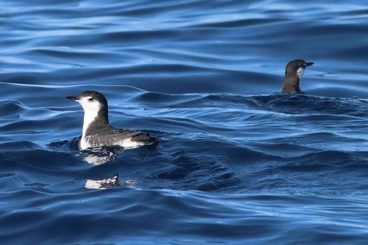 Guadalupe Murrelet - ML586204861