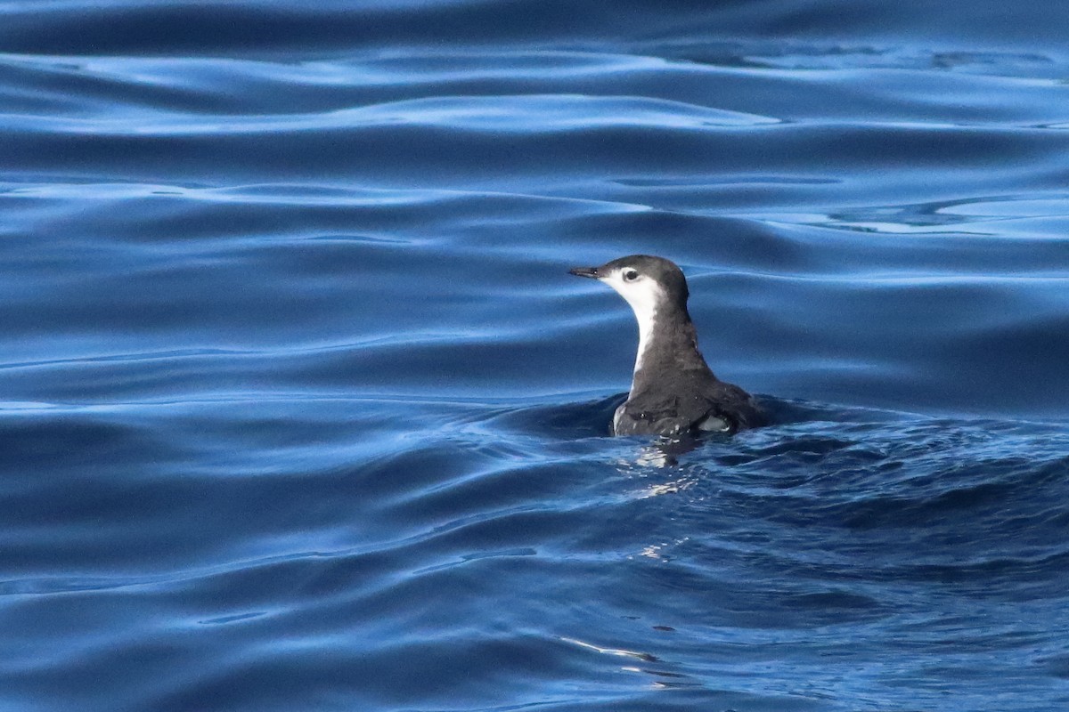 Mérgulo de Isla Guadalupe - ML586204871