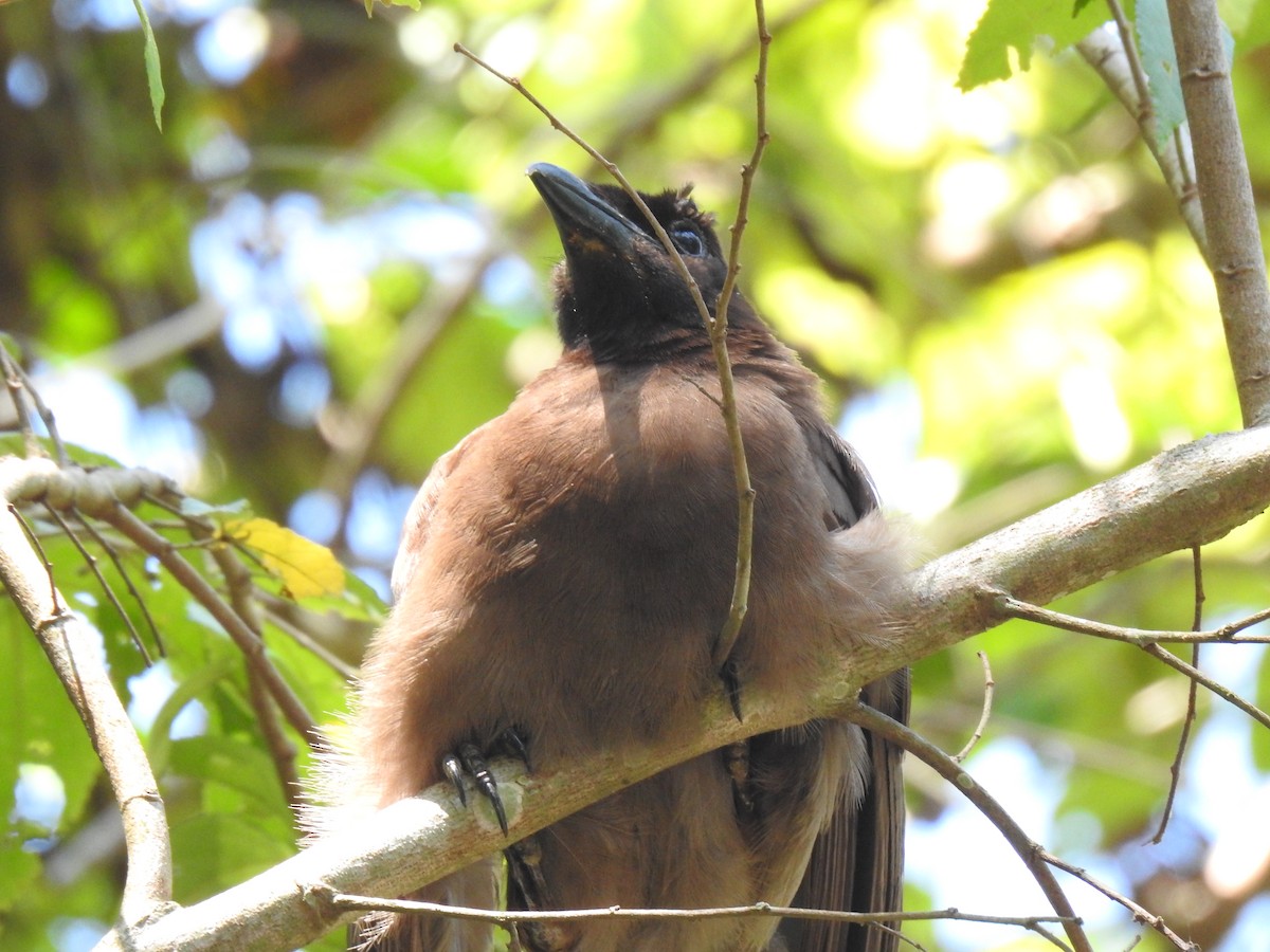 Brown Jay - Justin Harris