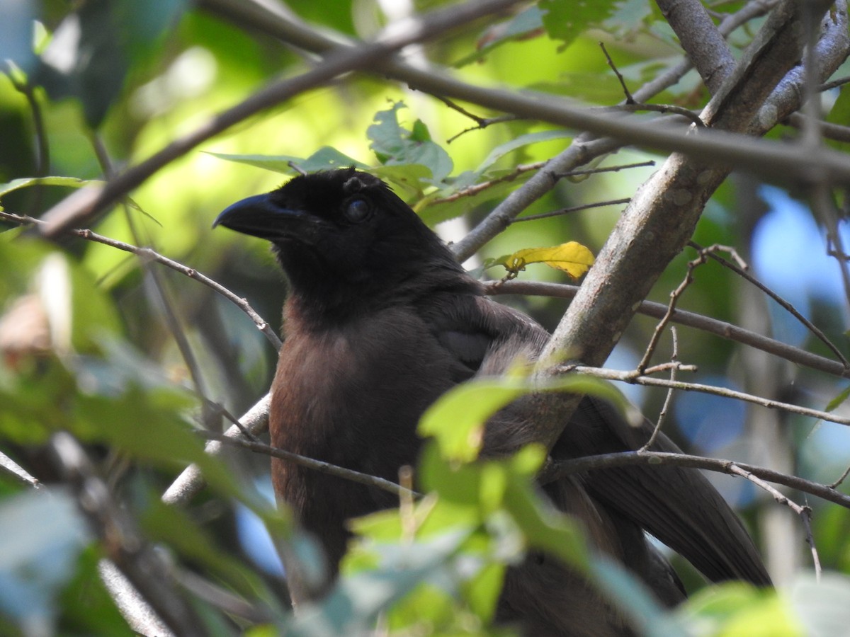 Brown Jay - ML586204921