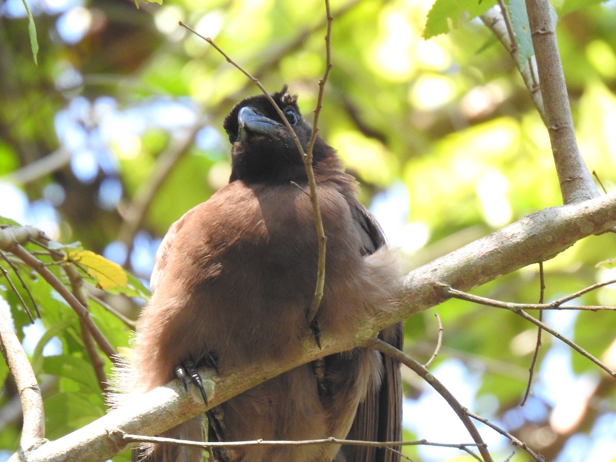 Brown Jay - ML586204931