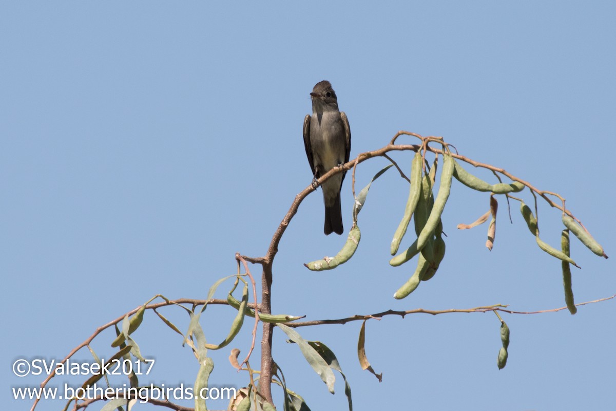 Western Wood-Pewee - ML58620501