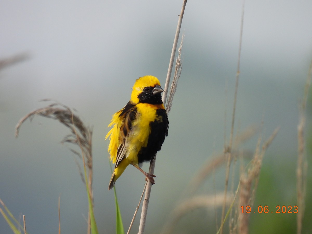 Yellow-crowned Bishop - ML586205341
