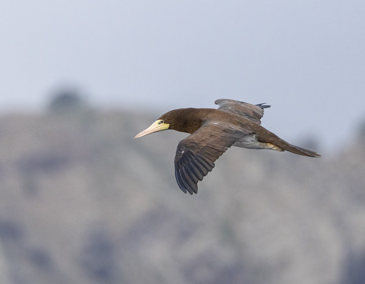 Brown Booby - ML586205591