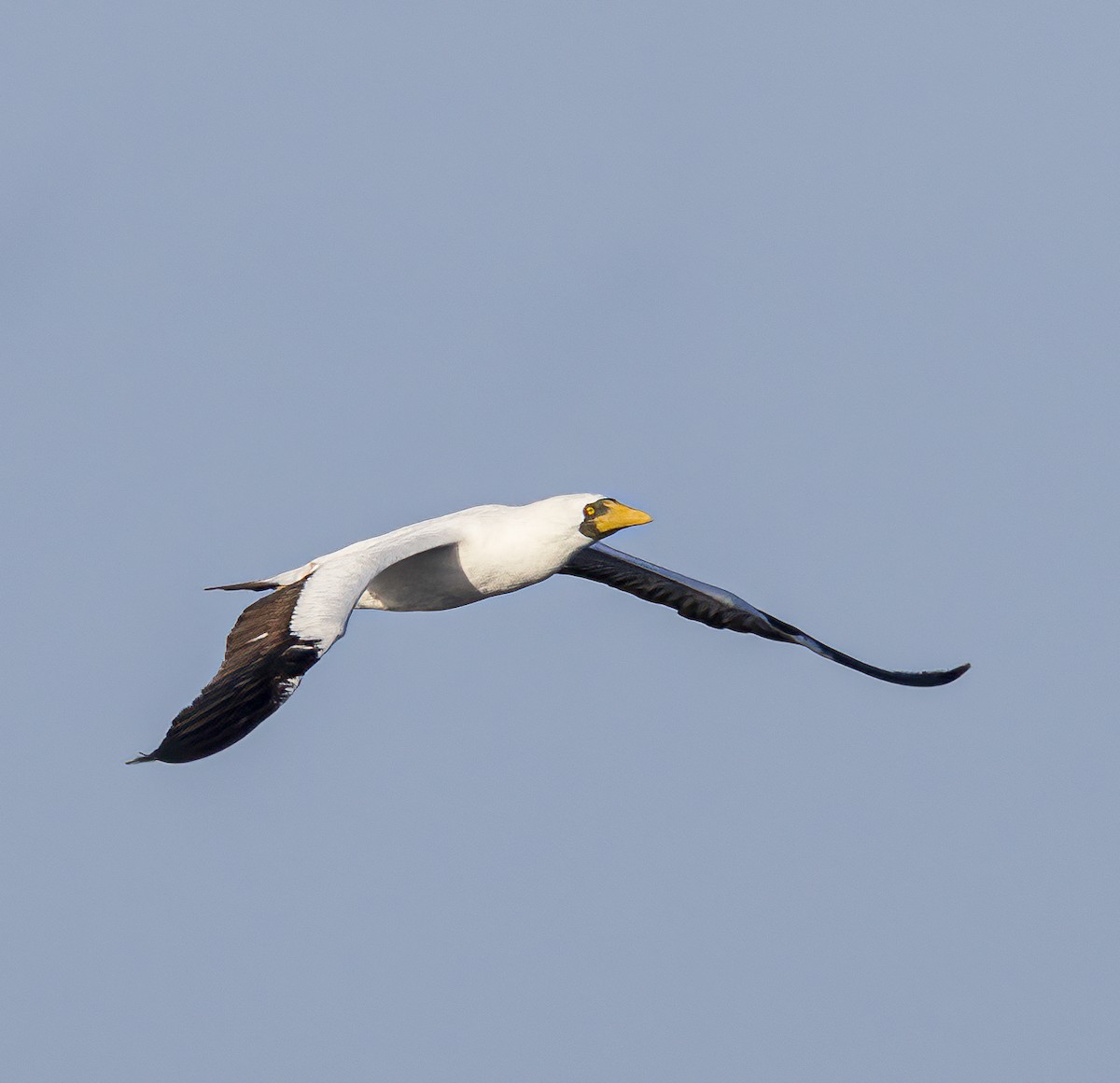 Masked Booby - Per Smith