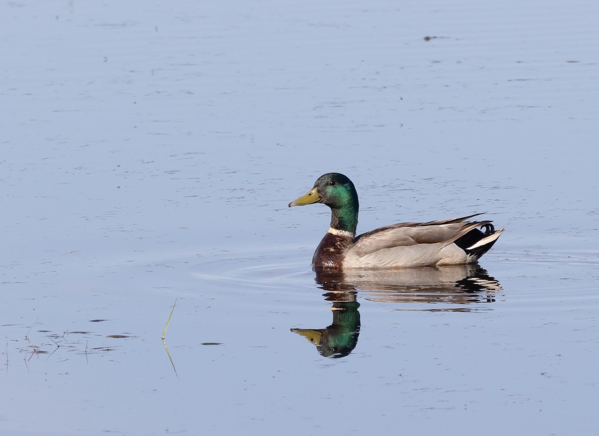 Mallard - ML586207991