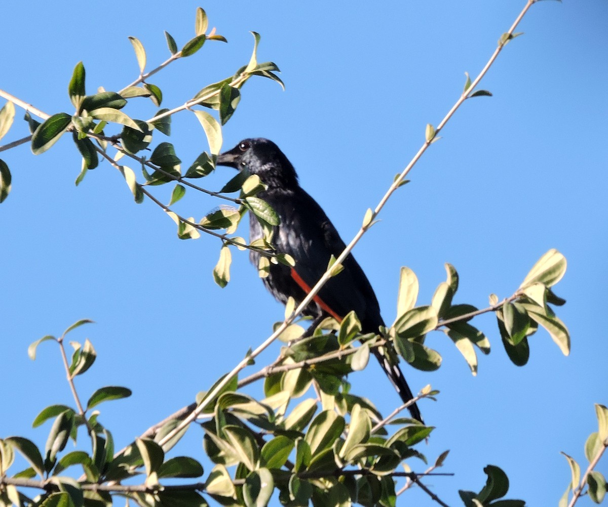 Red-winged Starling - ML58620871
