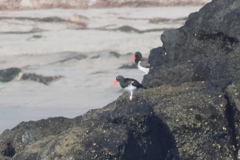 American Oystercatcher - ML586208811