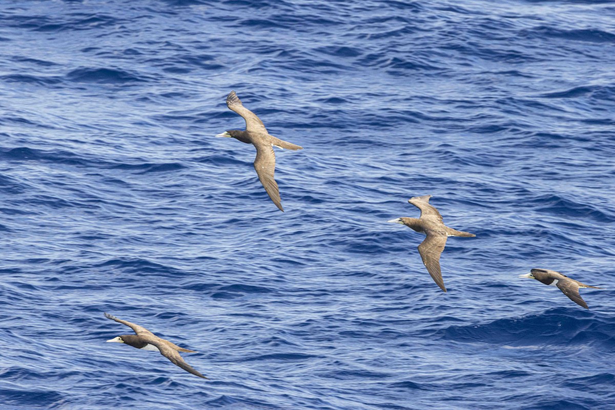 Brown Booby - ML586209341