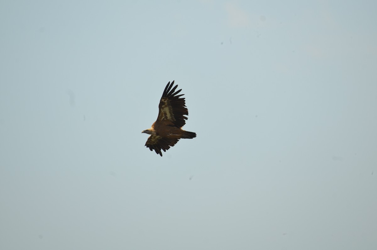 Eurasian Griffon - ML586209431