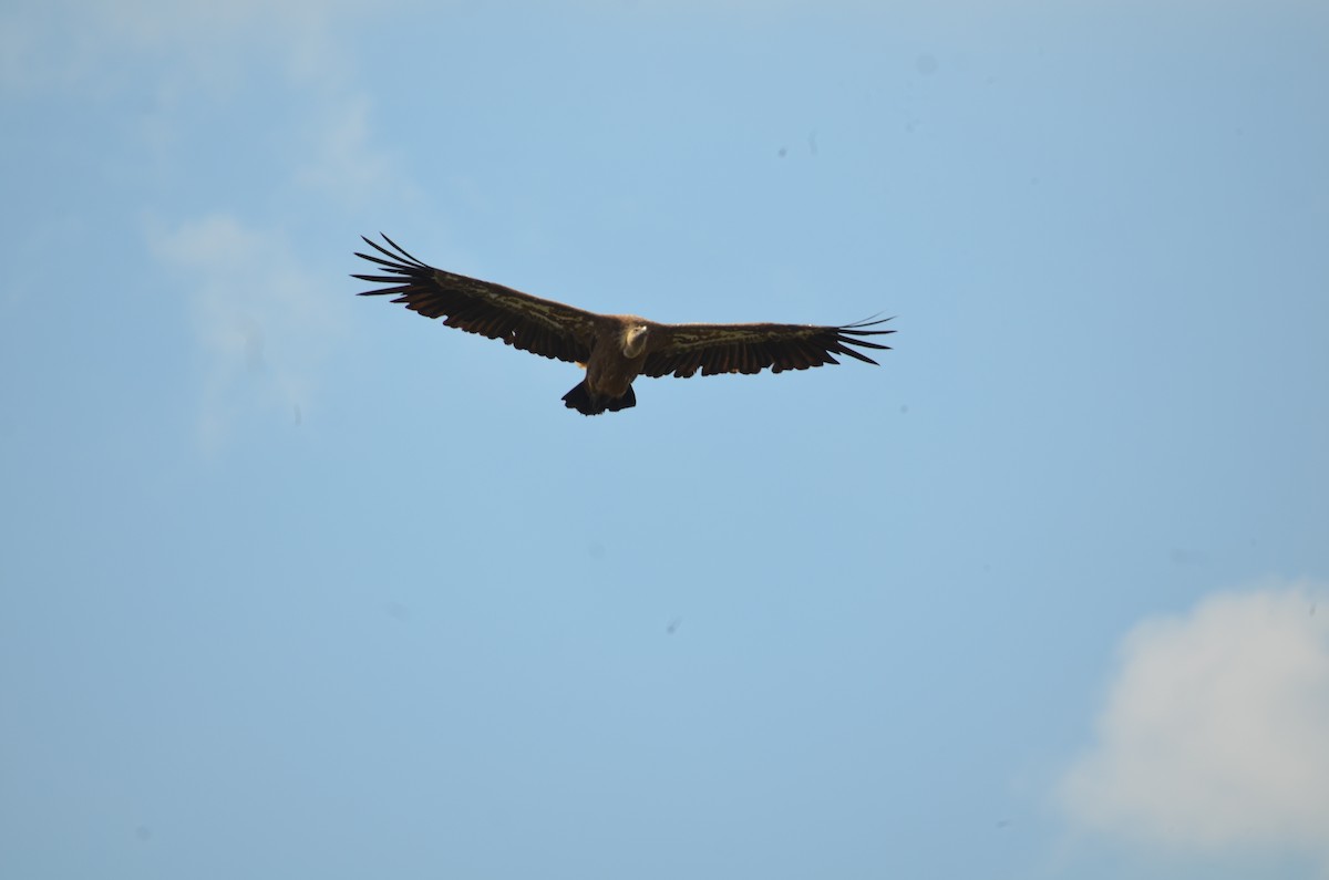 Eurasian Griffon - ML586209641