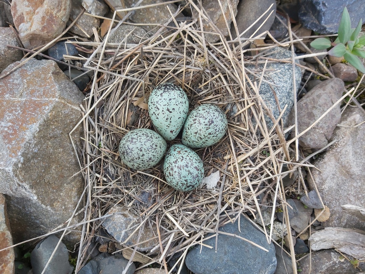 Wandering Tattler - Ethan Denton