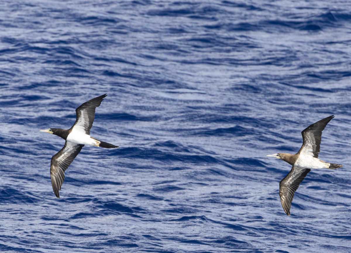 Brown Booby - ML586210311