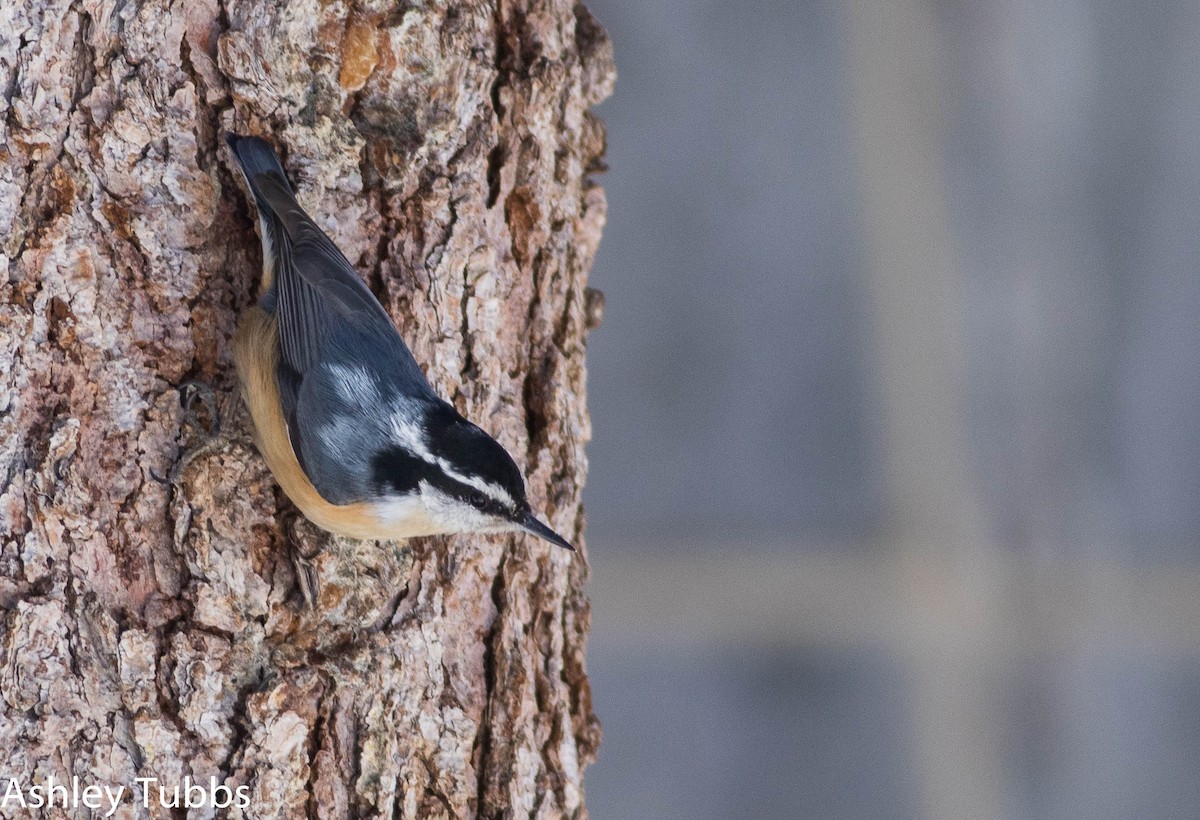 Red-breasted Nuthatch - Ashley Wahlberg (Tubbs)