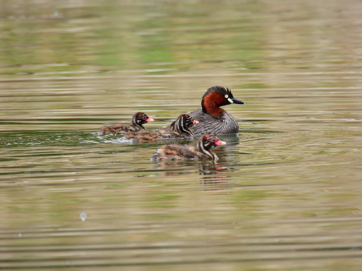 Little Grebe - Yawei Zhang