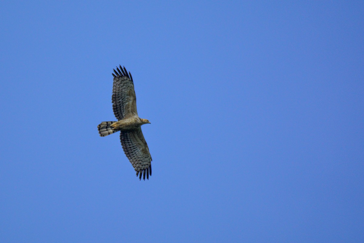 Oriental Honey-buzzard - ML586211211