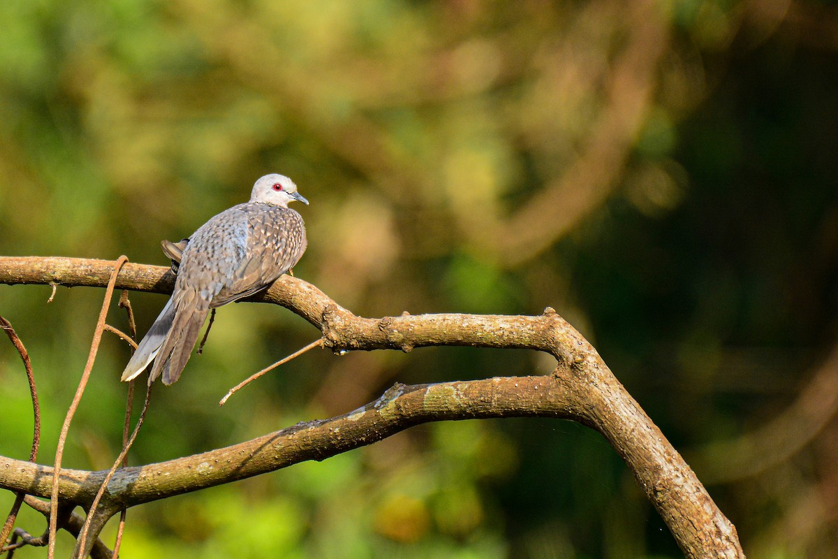 Spotted Dove - ML586211541
