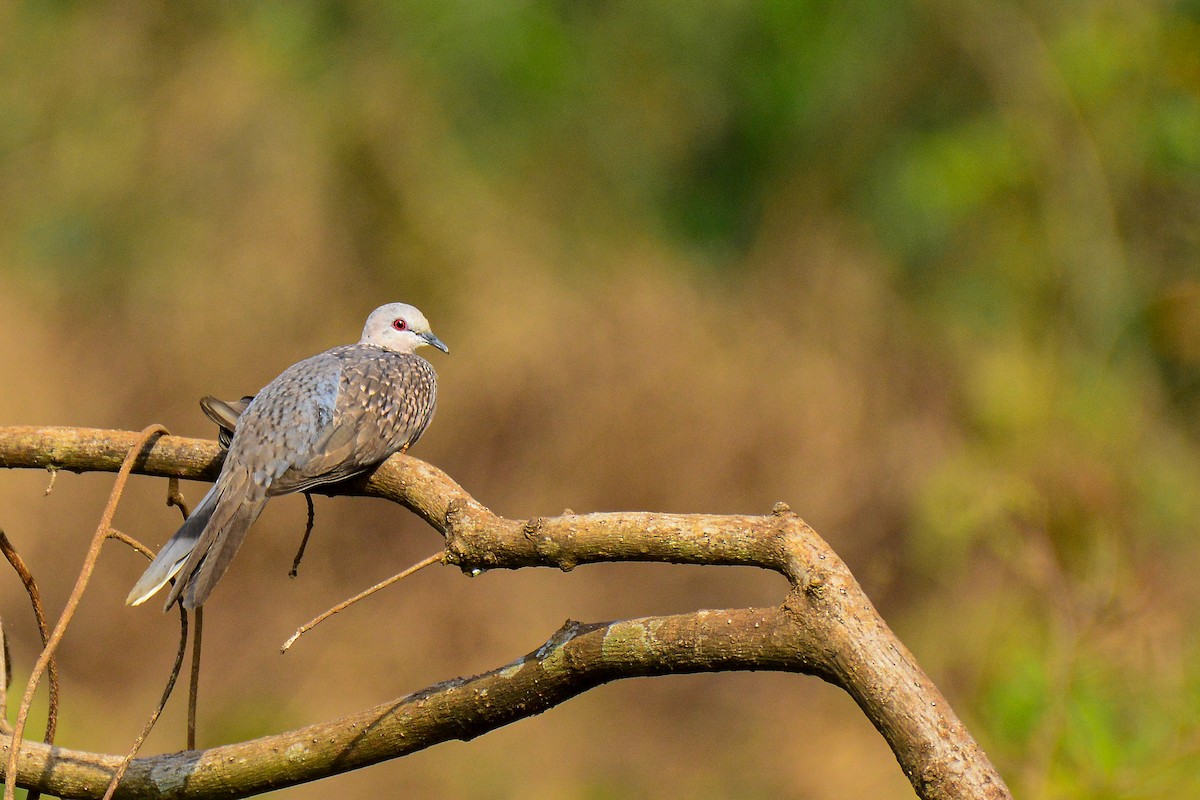 Spotted Dove - ML586211551