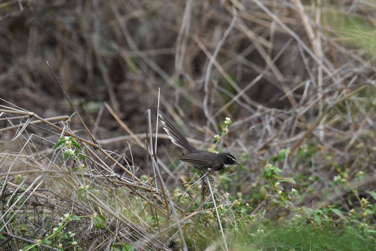 Spot-breasted Fantail - ML586212121
