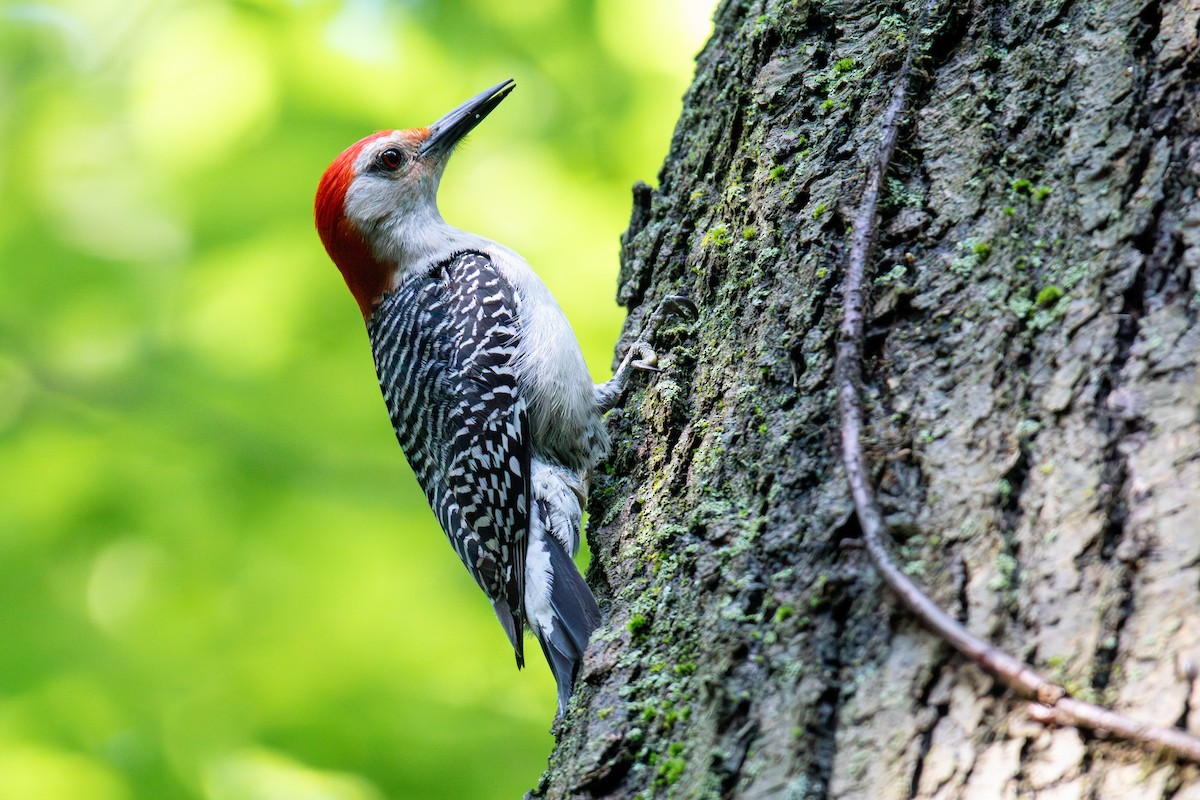 Red-bellied Woodpecker - ML586212941