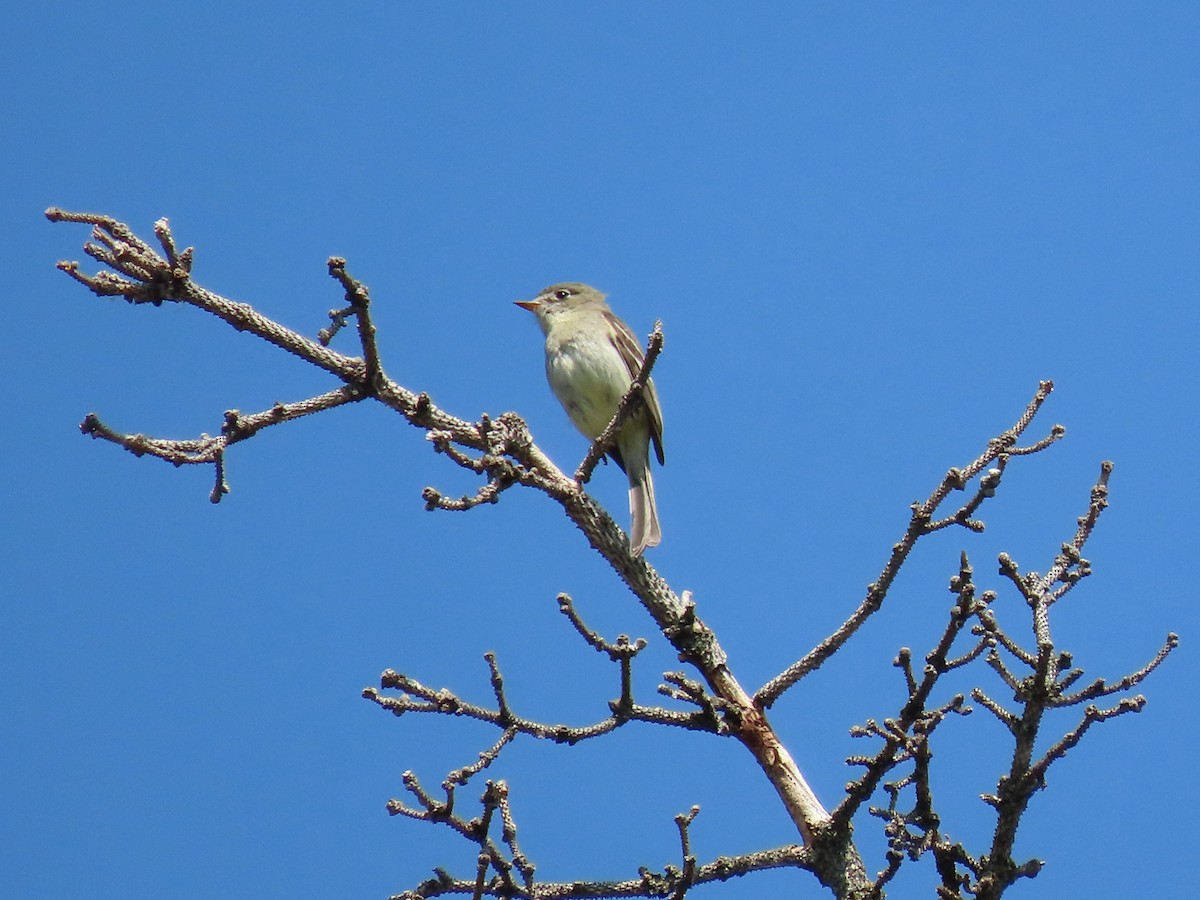 Dusky Flycatcher - ML586212951